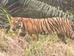 Sebelum Dimangsa, Jonhendri Sempat Berpapasan Dengan Harimau