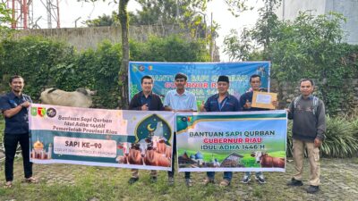 Gubernur Riau Sebar 131 Sapi Qurban Ke Berbagai Daerah Di Riau